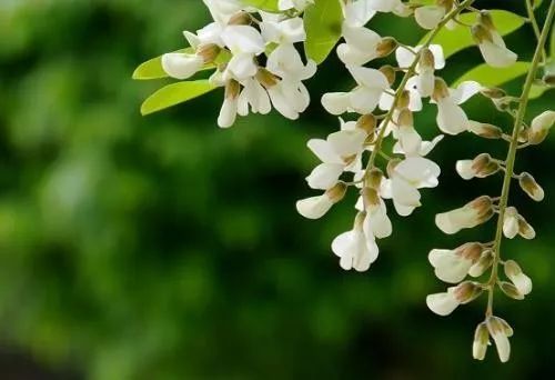 槐花的主治病证是 槐花治疗痔疮怎么用