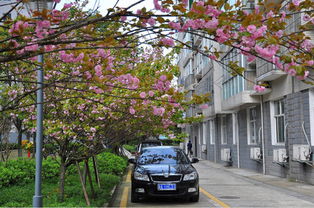 樱花树结的果子能吃吗 樱花树图片