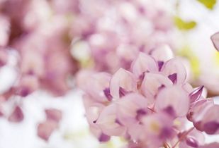 槐花的副作用和危害 槐花治疗痔疮怎么用