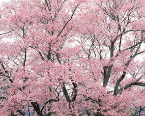 樱花有什么寓意或深意 樱花为什么不吉利