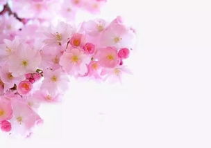 樱花昵称简短好听 樱花九个古代雅称