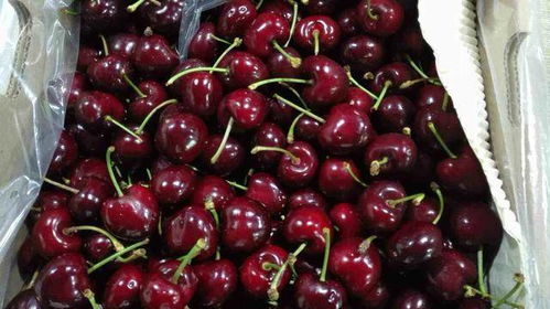 樱桃就是车厘子吗 车厘子为啥这么贵？