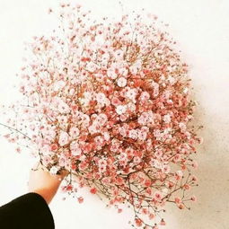 橙色满天星的花语 为什么送满天星必分手