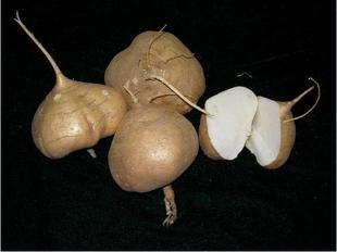 橡子的功效与作用禁忌 橡子的副作用和毒性