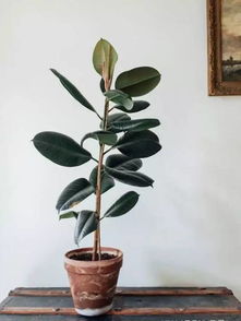 橡皮树可以暴晒在阳光下么 橡皮树为什么致癌