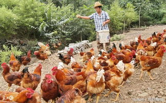 正宗散养土鸡的饲料配方 养鸡必备的三种药