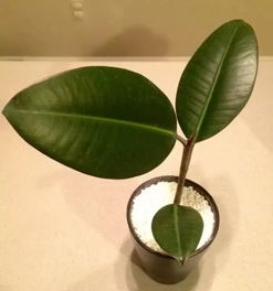 橡皮树剪下来怎么生根 橡皮树的枝条怎么插活