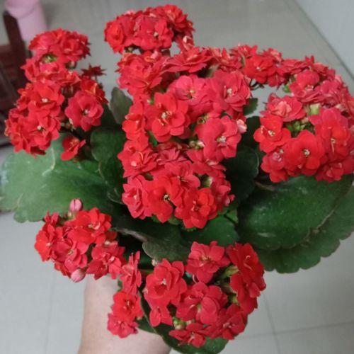 每个月开的花分别是什么 十二个月对应十二种花