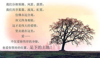 橡树为什么代表爱情 女生说致橡树表达啥意思