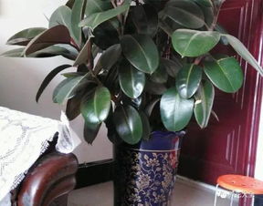 橡皮树一般一盆养几棵好 为什么橡皮树都是三根在一起