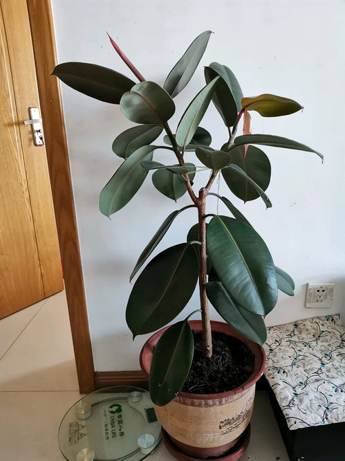 橡皮树缺水表现 橡皮树喜水还是喜旱