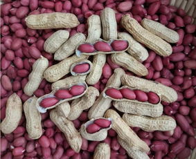 每天生吃一把生红皮花生 女人每天吃红皮花生好吗