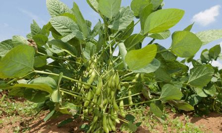 毛豆与黄豆的营养价值一样吗 青豆与黄豆的区别