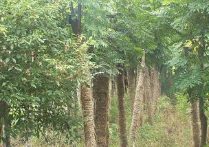 比较名贵的树木品种 最贵的木头排名金丝楠木