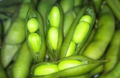 毛豆增肥还是减肥 毛豆热量大吗利于减肥吗