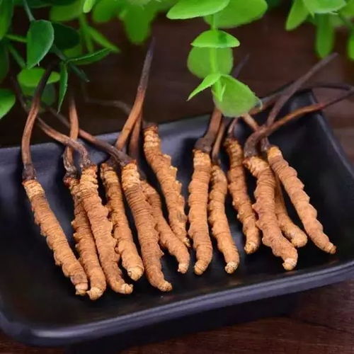 每天吃虫草最佳时间 什么时候吃虫草效果最好