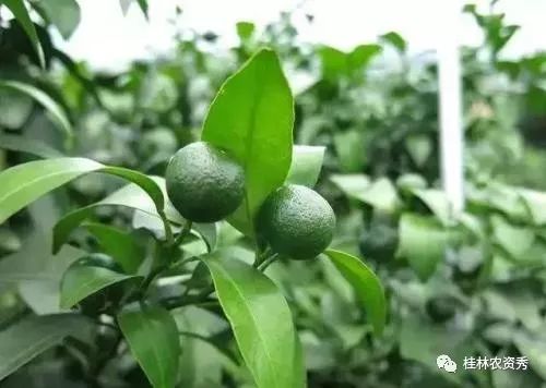 氮肥膨果还是钾肥膨果 平衡肥膨果快还是高钾肥快