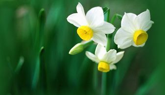 水仙少年希腊故事 水仙少年narcissus
