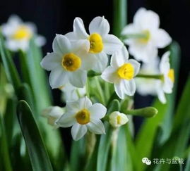 水仙是指自攻自受吗 水仙是自交吗