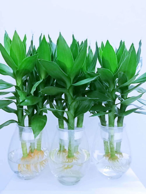 水培绿植有哪些 最好养的10种水培植物