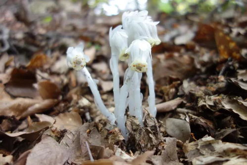 水晶兰是国家一级保护植物吗 水晶兰属于国家保护植物吗