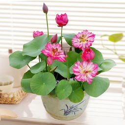 水养荷花家庭怎么养 室内水培荷花