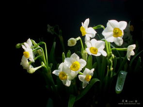 水仙花夏天的样子 水仙花6月份可以种吗