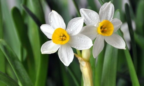 水仙花放哪里最好风水 水仙花放在哪里旺财