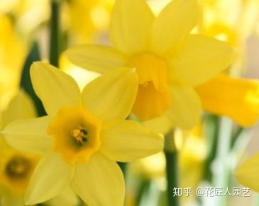 水仙花的花语是什么 水仙花比喻什么样的人