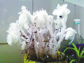 水晶兰的功效与作用 水晶兰为什么叫死亡之花