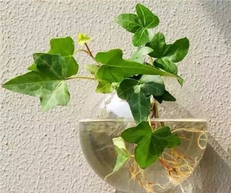水培花卉排名前十名 10种水培不死的花