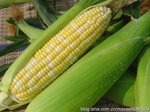水果玉米是水果吗 水果玉米有哪些品种