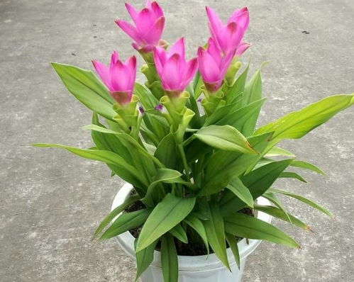 水葫芦在家养影响风水 水葫芦的毒性与危害