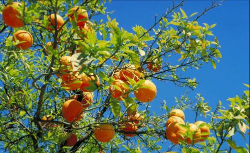 水果寓意和象征大全 各种水果分别象征着什么