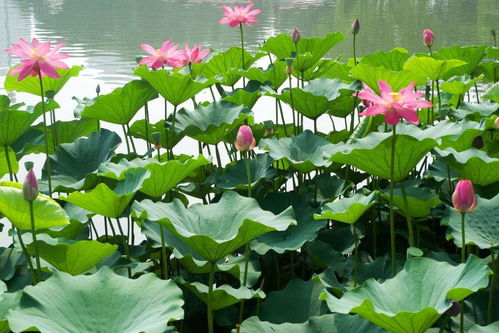 池塘荷花种植方法和时间 荷花是用什么种出来的