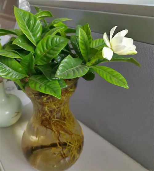 水里养的花有哪些 10种水培不死的花