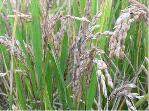 水稻生育时期五个阶段 水稻各个时期及时间