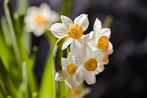 水莲花水养还是土养 水莲花多久换一次水