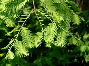 水衫属于什么植物 水杉属于什么植物门