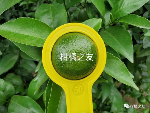 沙糖桔8月份果多大合适 沙糖桔八月份施什么肥