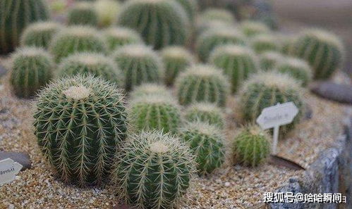 沙漠里的仙人掌是什么意思 仙人掌对于女人的意义