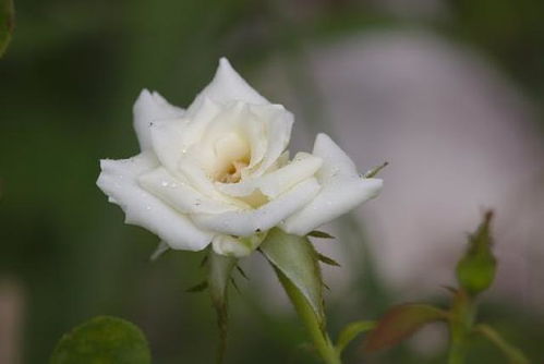 油菜花的经典短语句 油菜花短语十个字
