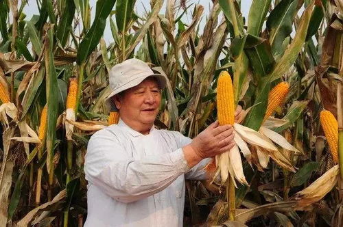 河北的玉米什么时候收割 河南收玉米9月几号