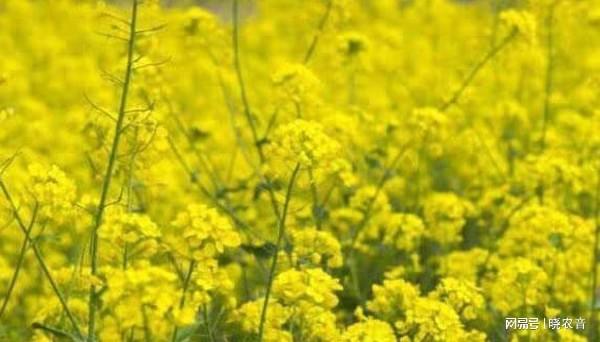 油菜几月份播种最适合 八月份种油菜可以吗