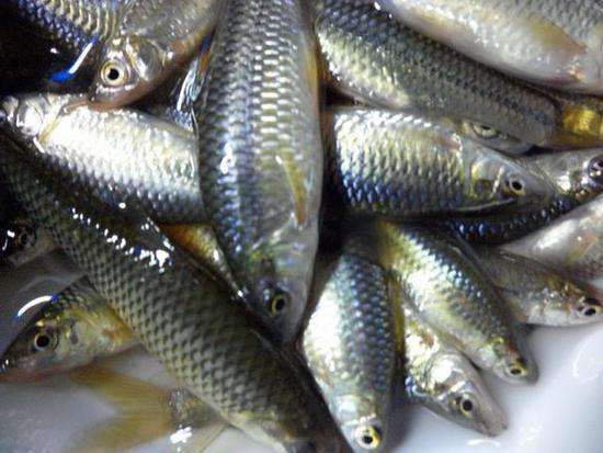 河里捞的小鱼喂什么 从野外捉的小鱼苗怎么养