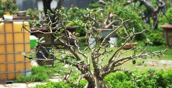 沙漠玫瑰叶子掉光了 沙漠玫瑰夏天突然黄叶了