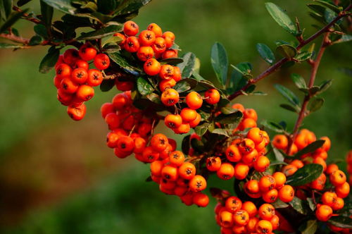 沙棘的副作用与禁忌 沙棘的毒性有多强