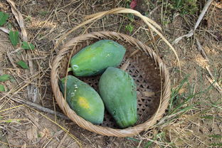 没熟的青木瓜怎么吃 青木瓜要放几天才能熟