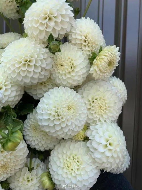 河北省花是什么花,象征什么 河北省各市市花