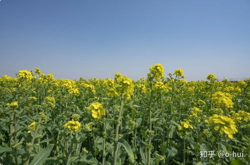 油菜花的寓意和象征风水 油菜花五行属什么